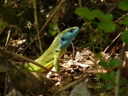 Emerald Lizard Lizard Reptile