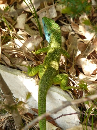 reptil lagarto de Lagarto esmeralda