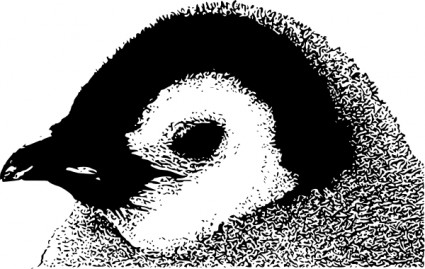 cabeza del polluelo de pingüino emperador clip art