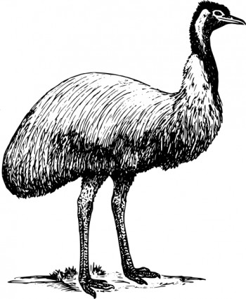 image clipart animaux oiseau EMU