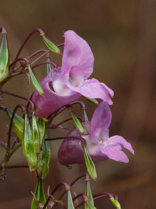 Epilobium floración de flor de springkraut