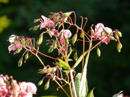 flor de planta Epilobium springkraut