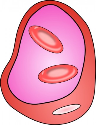 clip art de eritrocitos glóbulos rojos
