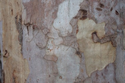 Eucalyptus Background
