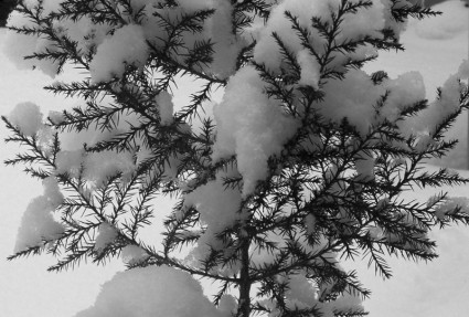 árbol de hoja perenne y nieve