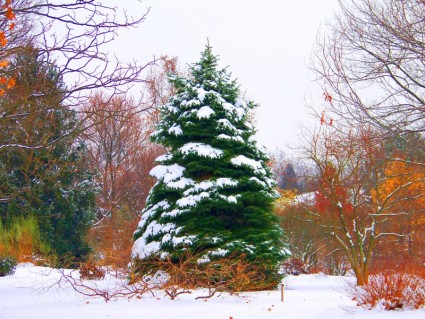 árbol de hoja perenne y nieve