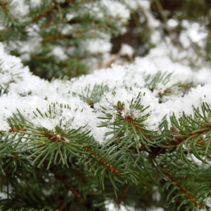 常緑の枝は雪の中で