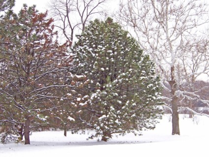 zimozielony krzew