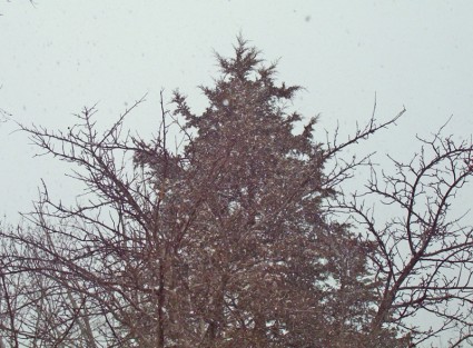 árbol de hoja perenne en una tormenta de nieve
