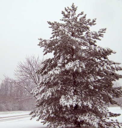 árbol de hoja perenne en la nieve