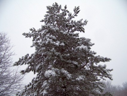 wiecznie zielone drzewo w śniegu