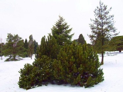 pohon cemara dan semak-semak di salju