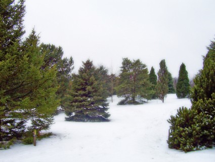 árboles de hoja perenne en la nieve