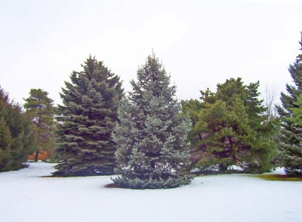 pohon cemara di salju