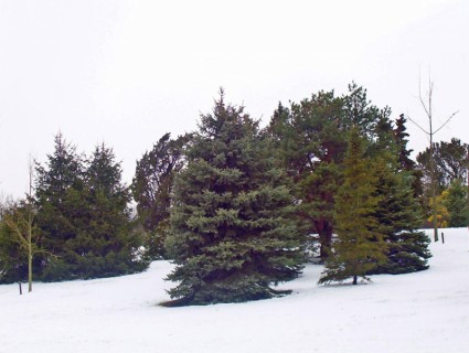 arbres à feuilles persistantes dans la neige