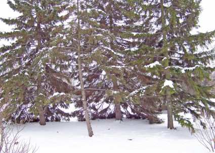 Evergreens im Schnee