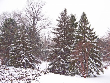 árboles de hoja perenne en la nieve