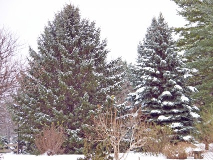 evergreeny w śniegu