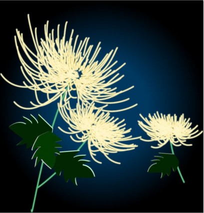 vecteur de chrysanthème exquis