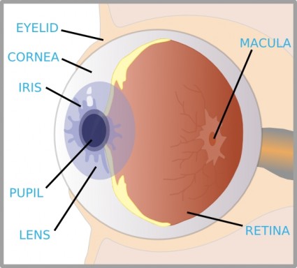 Auge mit Etiketten-ClipArt
