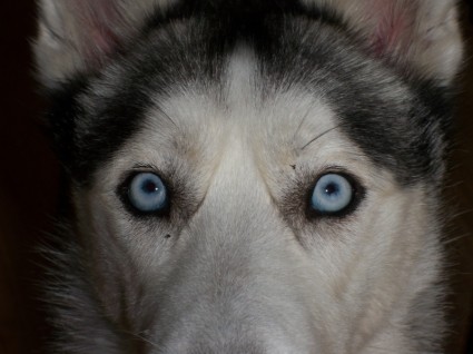 husky sibérien yeux bleu
