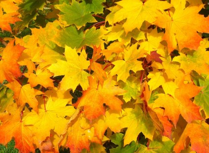 hojas de otoño otoño