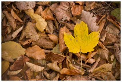 caduta foglie di autunno