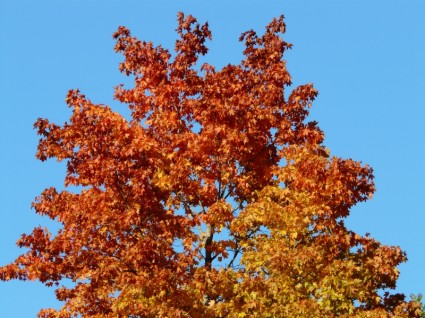 秋天的颜色树枫