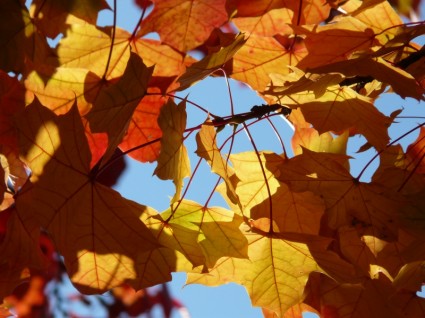 feuilles d'érable automne automne feuillage