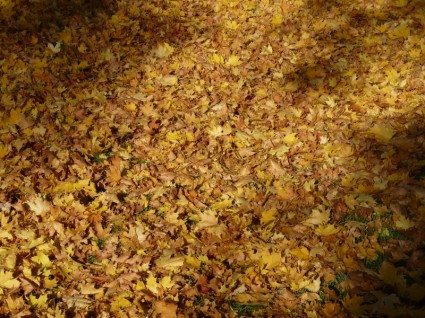 осенью листвы, падших крытые