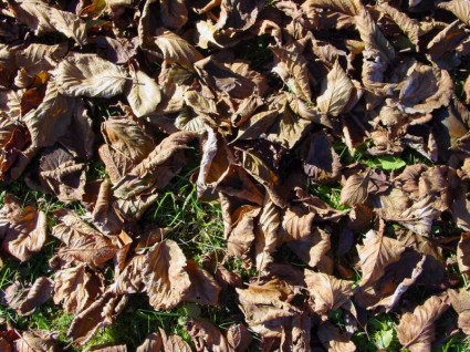 caduta fogliame foglie autunno