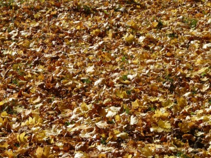feuillage feuilles érable à feuilles d'automne