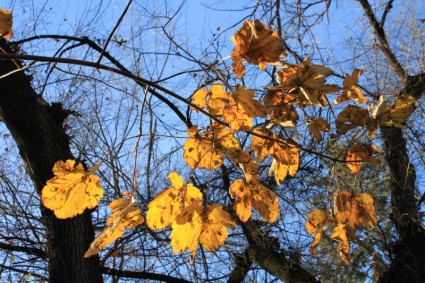 Złote jesienią liście