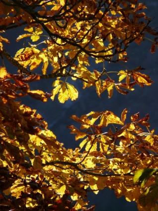 caída de colores otoñales hojas de oro