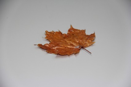 Spadek liści jesienią dziennika