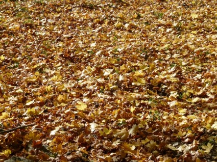 feuilles feuilles érable à feuilles d'automne