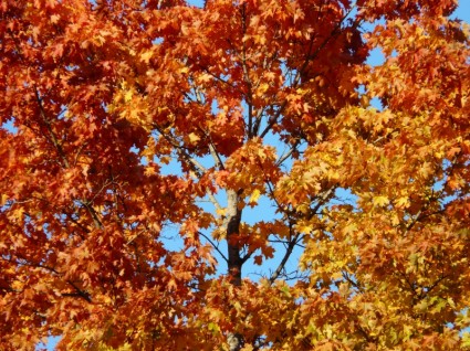 Осенние листья дерева клена