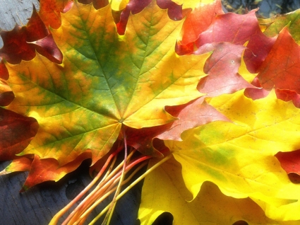 осенью листья осенью природа Обои