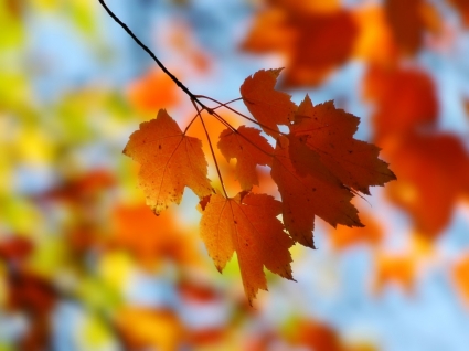 سقوط القيقب خلفية الطبيعة الخريف