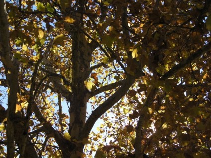 drzewo jesień