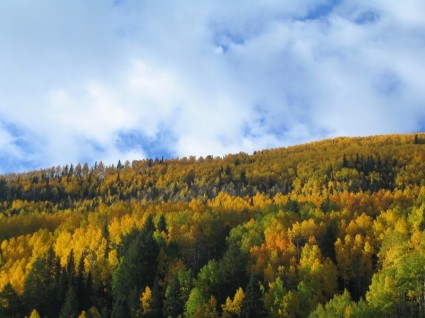 cores de outono de árvores de outono