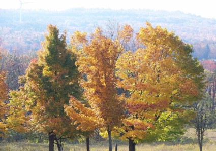 montagne arbres automne derrière