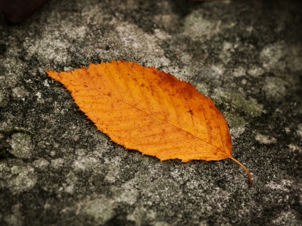natureza outono do papel de parede de folha caída