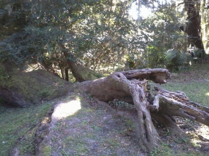 tronc d'arbre