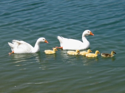 ครอบครัวของห่านออกว่ายน้ำ
