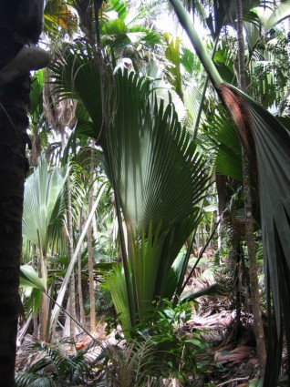planta de palmera journal