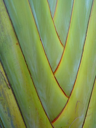 tanaman sawit Fan palm