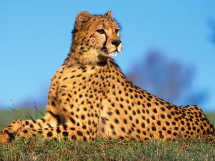 szybki drapieżnik tapeta gepardy zwierząt