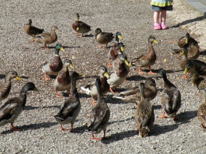 Fütterung der Enten