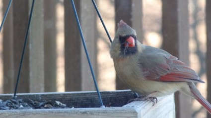 mangiatoia per uccelli natura cardinale femminile